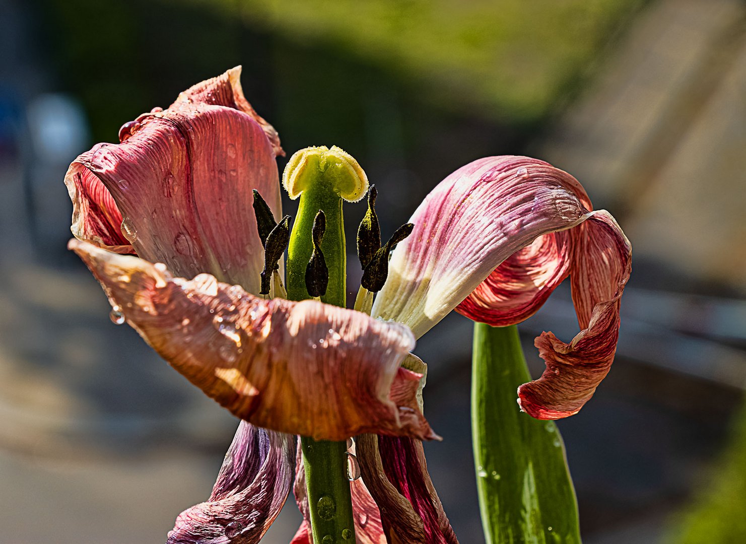 Verblühte Tulpe