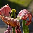 Verblühte Tulpe