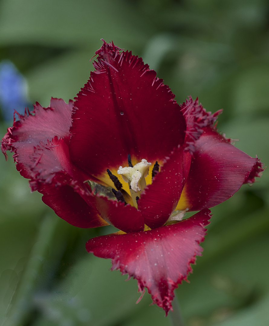 verblühte Tulpe