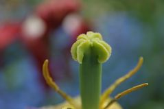 Verblühte Tulpe