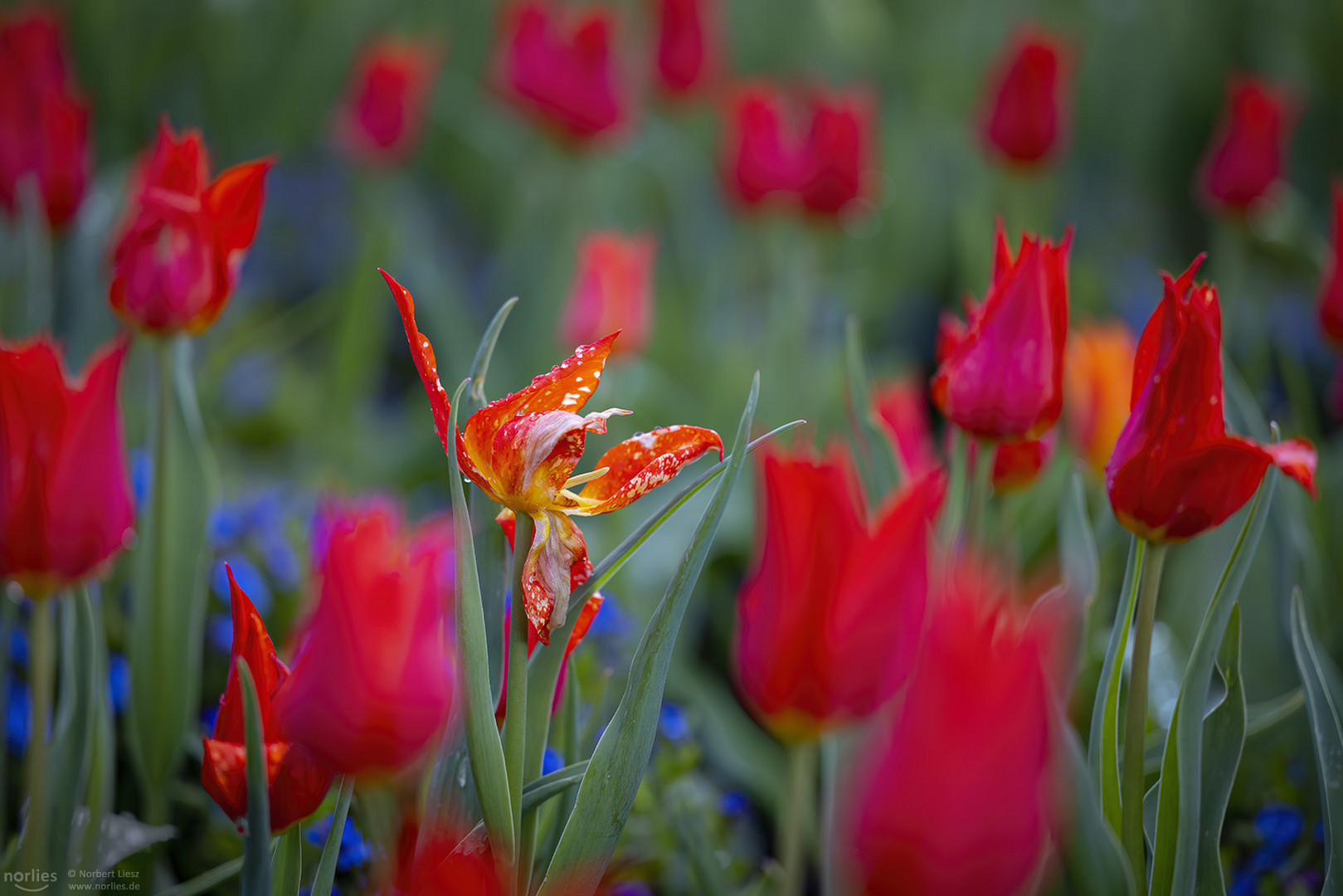 Verblühte Tulpe