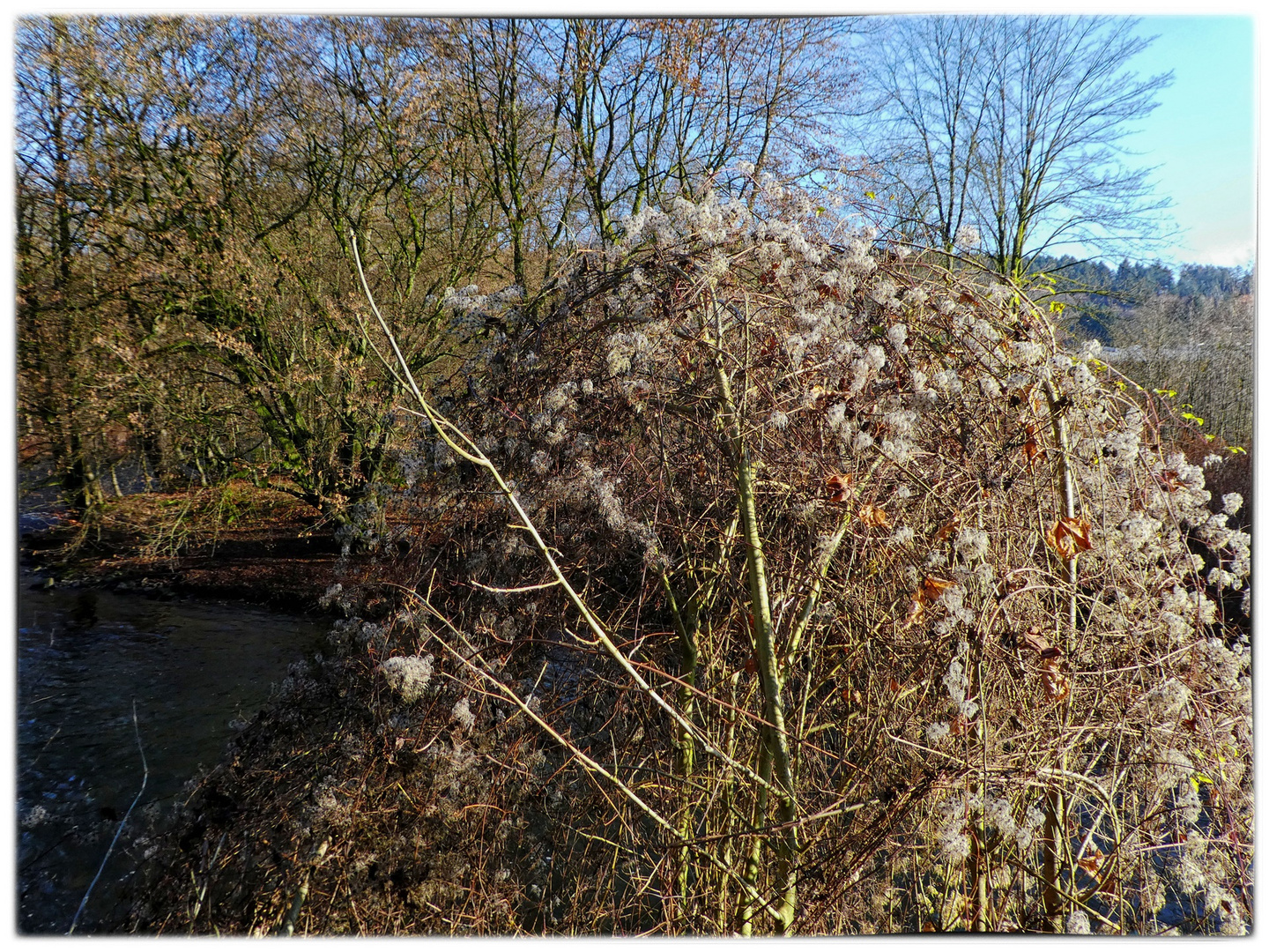 Verblühte Waldreben an der Wupper