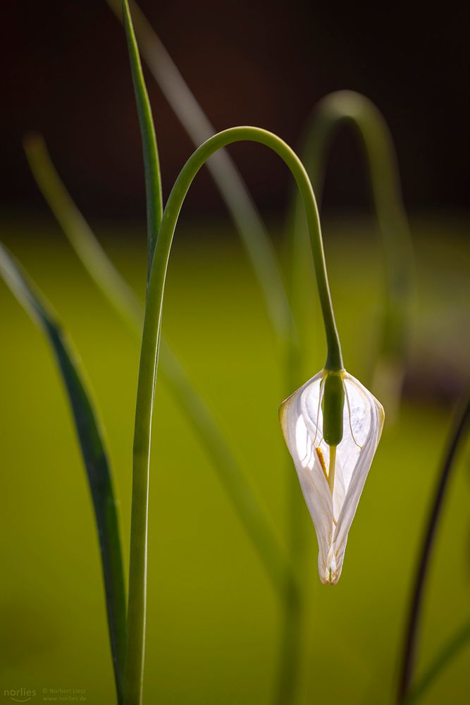 Verblühte weiße Schachbrettblume