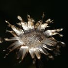 Verblühte Wiesenflockenblume (Centaurea jacea)