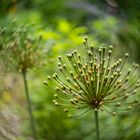 Verblühter Allium