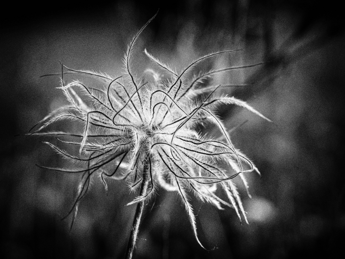 Verblühter Fruchtstand der Gewöhnlichen Kuhschelle (Pulsatilla vulgaris)