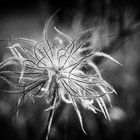 Verblühter Fruchtstand der Gewöhnlichen Kuhschelle (Pulsatilla vulgaris)