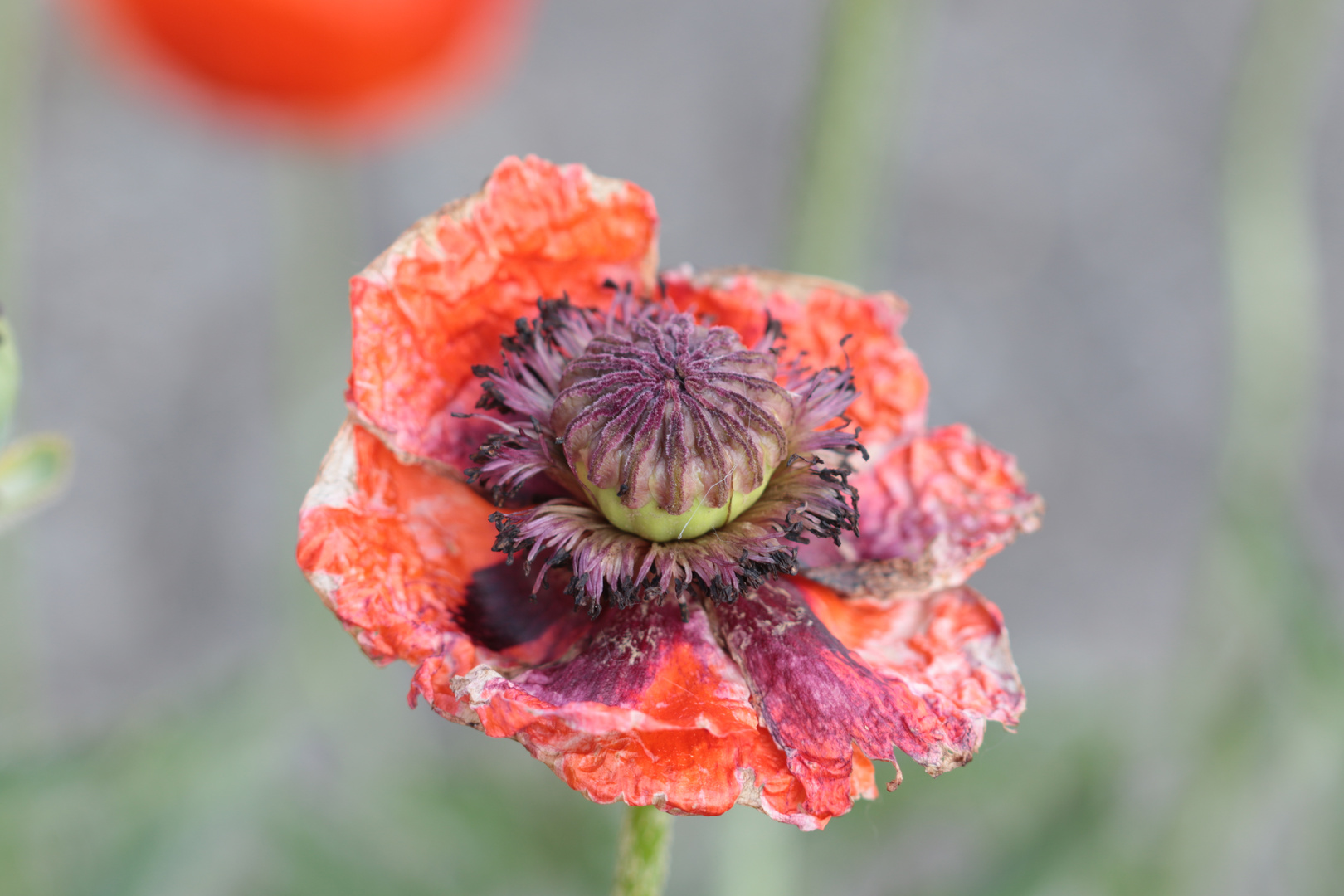 Verblühter Klatschmohn 04