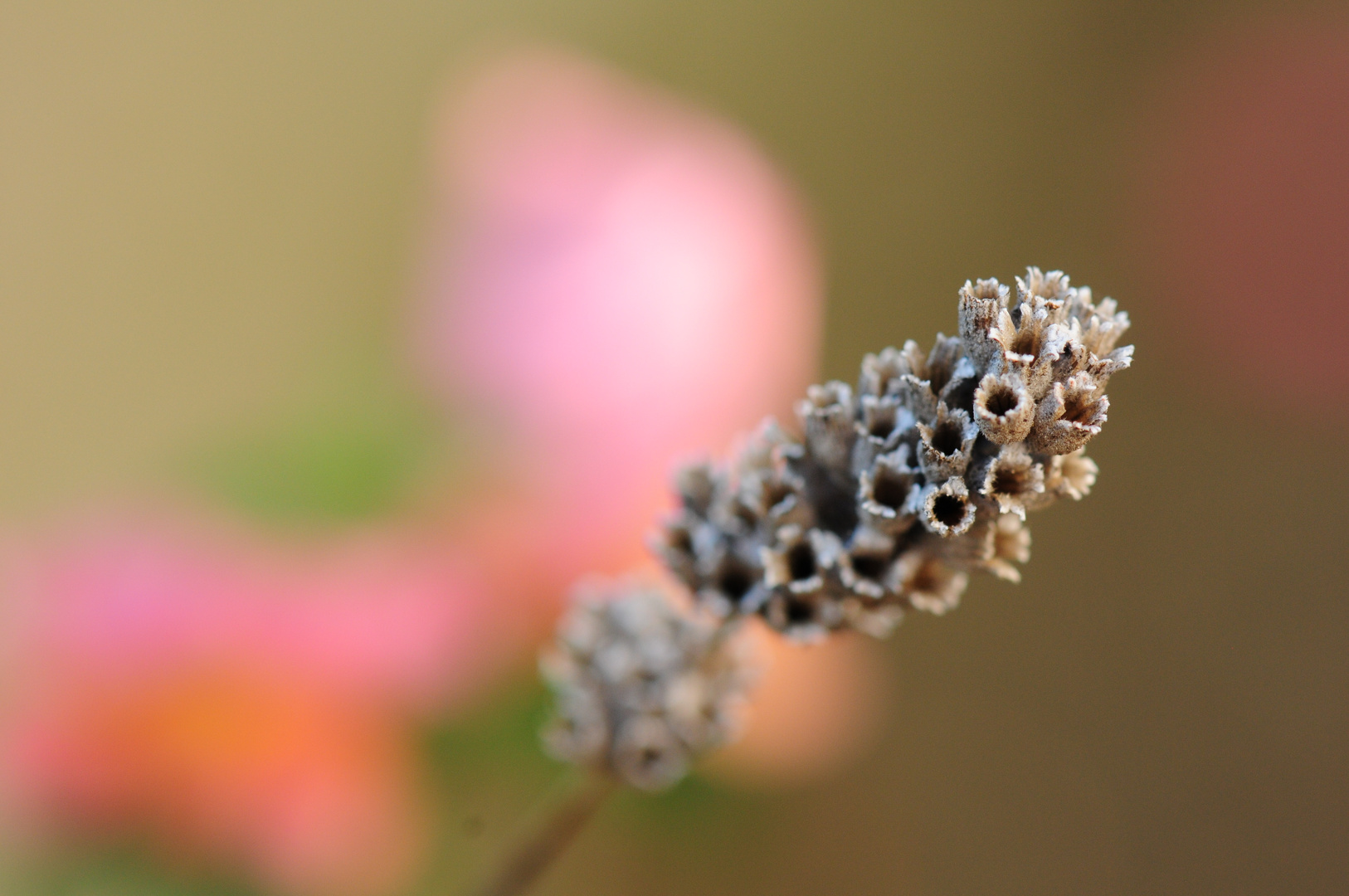 verblühter Lavendel