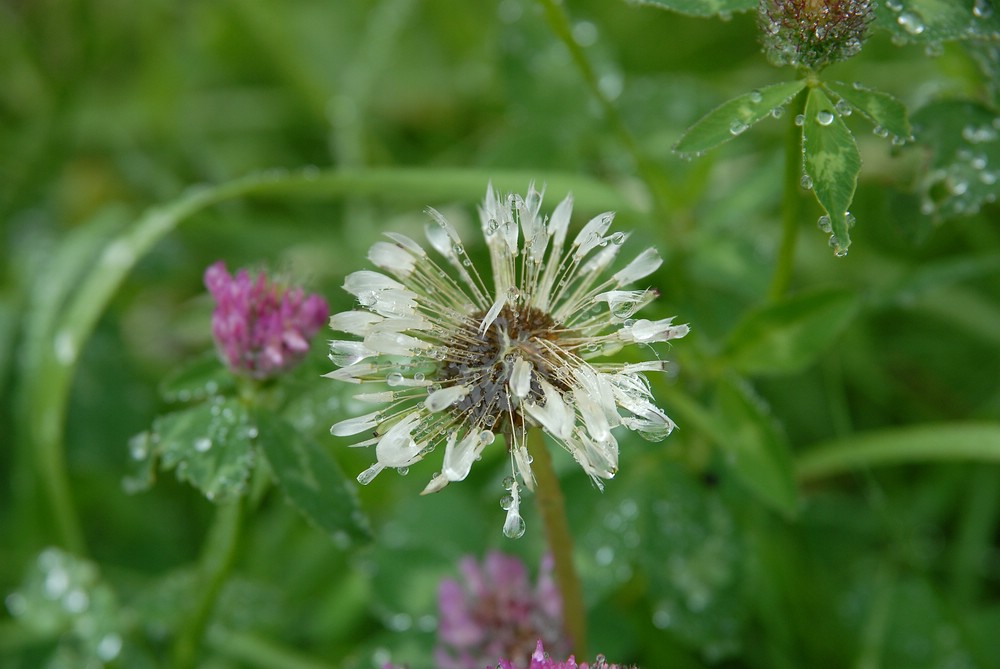 Verblühter Löwenzahn nach Regenschauer