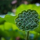 Verblühter Lotus - Orto Botanico Pisa