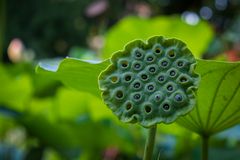 Verblühter Lotus - Orto Botanico Pisa