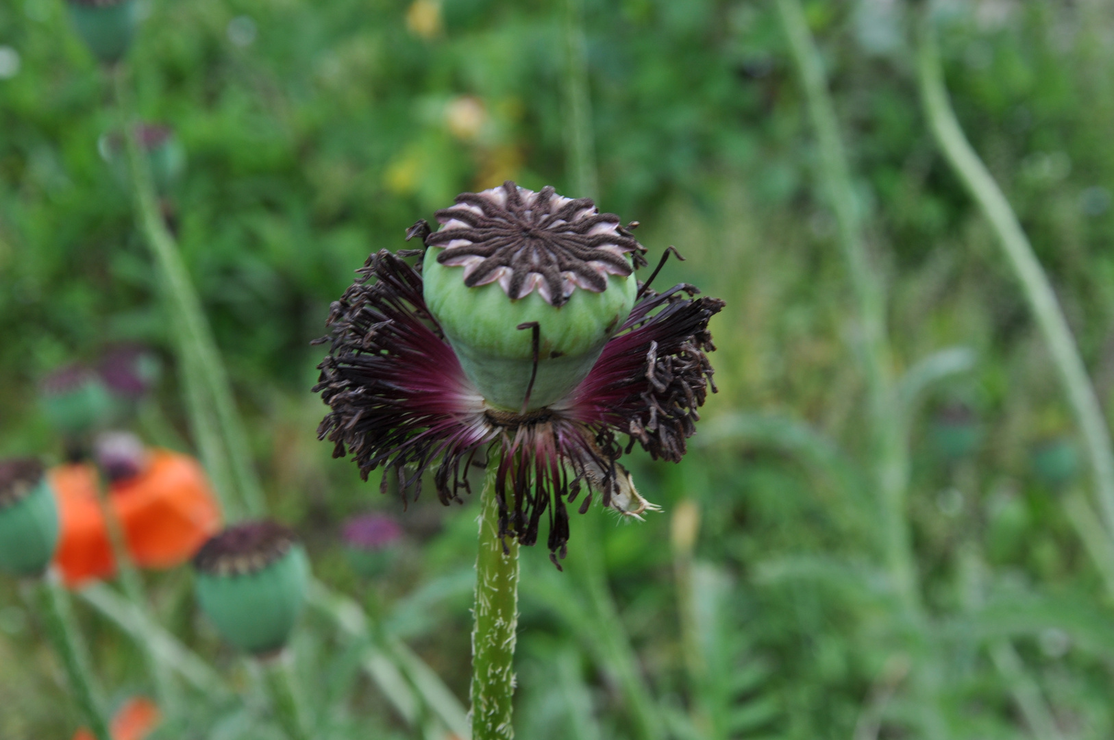 verblühter Mohn