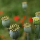 verblühter mohn