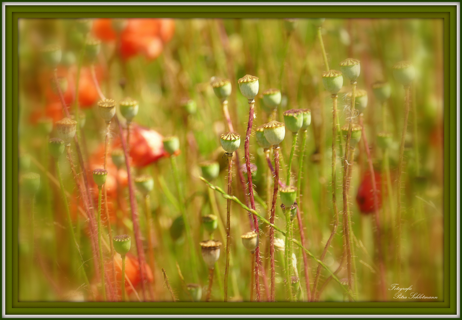 °°°° Verblühter Mohn °°°°