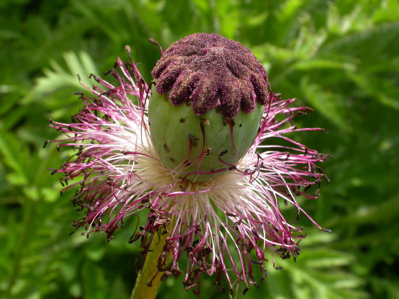 Verblühter Mohn