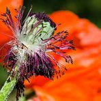 Verblühter Mohn