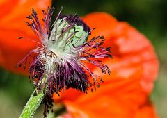 Verblühter Mohn