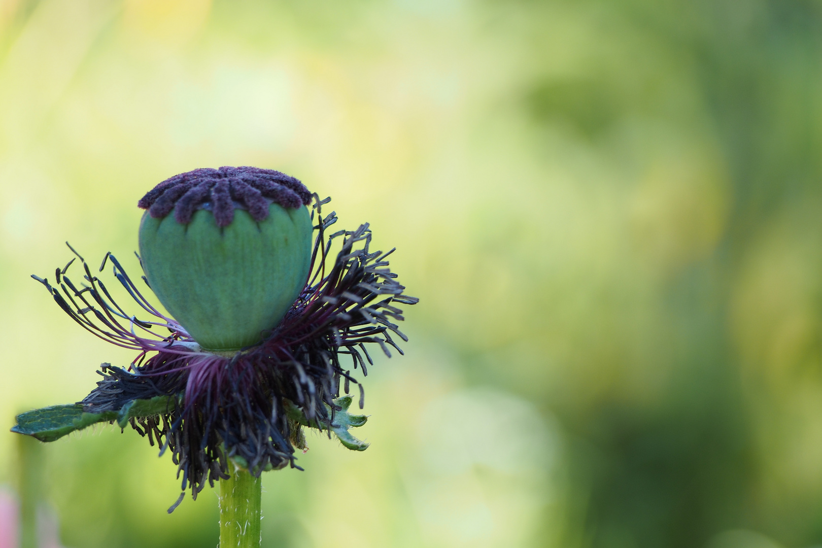 verblühter Mohn