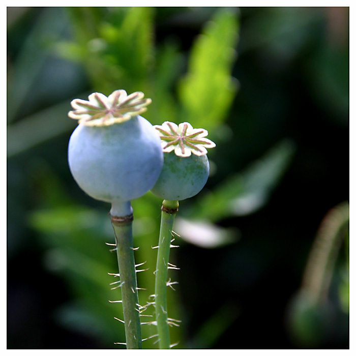 verblühter Mohn