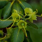 verblühter Rhododendron