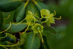 verblühter Rhododendron