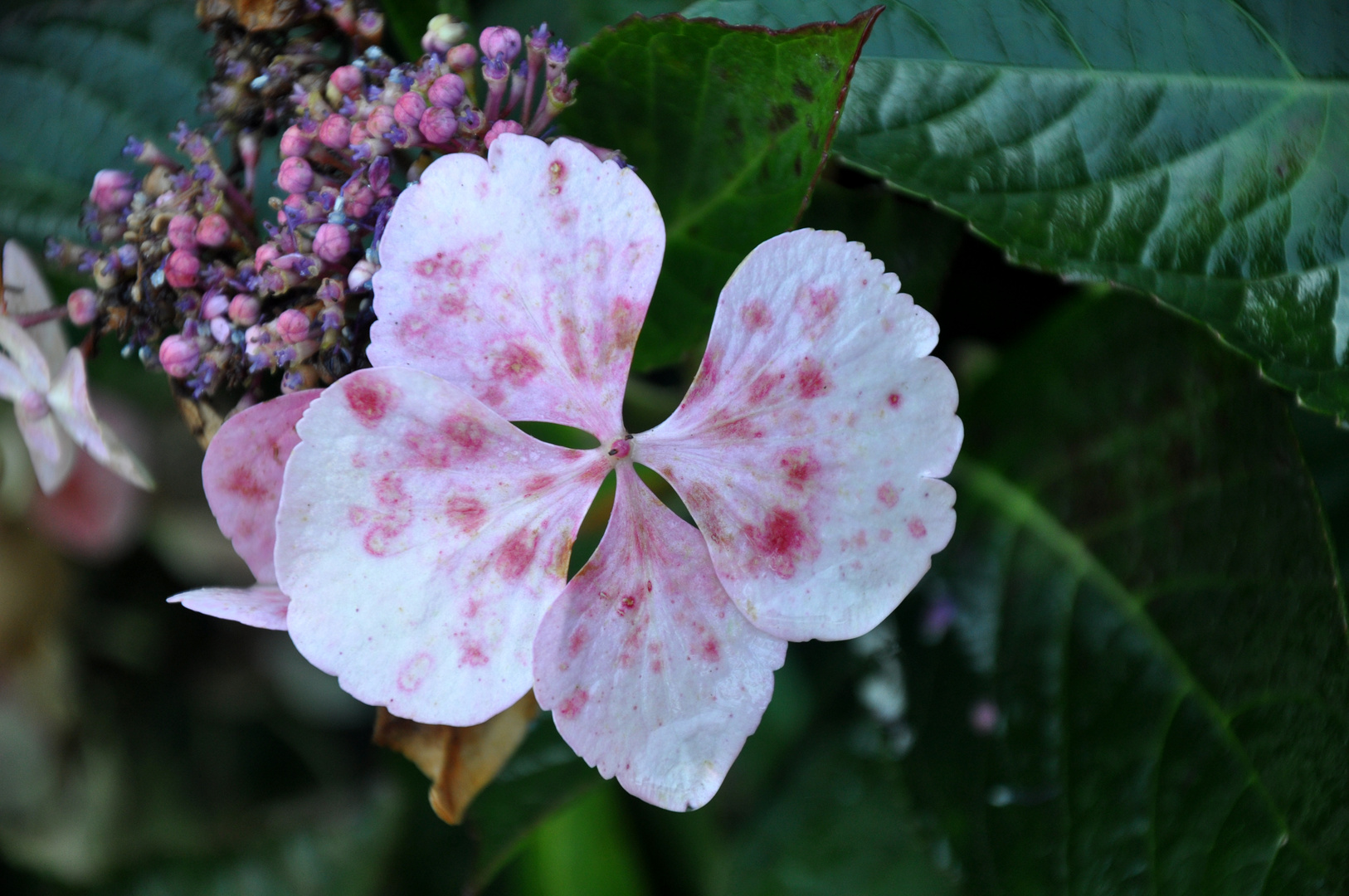 Verblühtes, eine Hortensienblüte verblüht