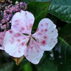 Verblühtes, eine Hortensienblüte verblüht