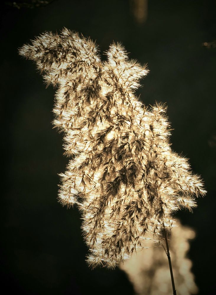 Verblühtes Gras in der Abendsonne