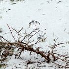 Verblühtes im Schnee