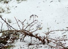 Verblühtes im Schnee