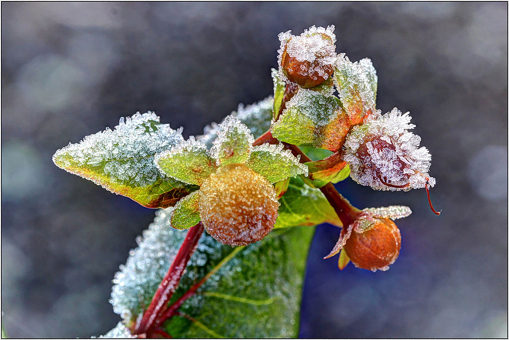 Verblühtes Johanniskraut im morgentlichen Eiskristall-Kleid : ( HDR Macro )