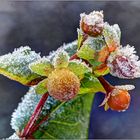 Verblühtes Johanniskraut im morgentlichen Eiskristall-Kleid : ( HDR Macro )