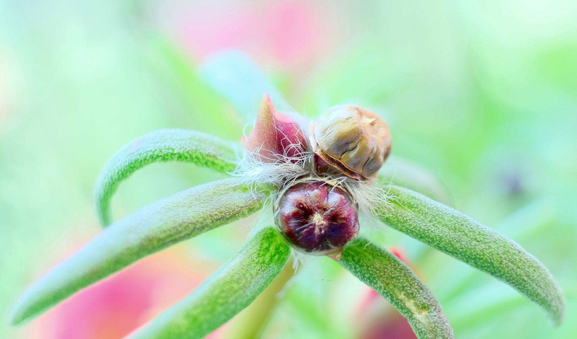 verblühtes Portulakröschen