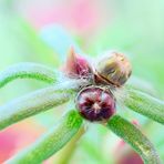 verblühtes Portulakröschen