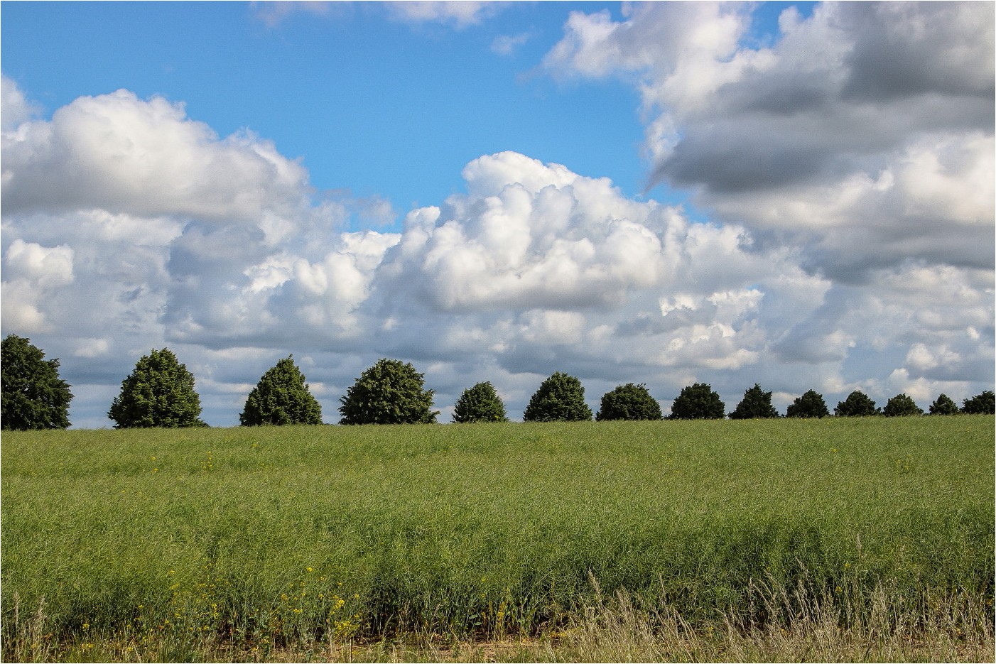 Verblühtes Rapsfeld