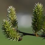 verblühtes weidenkätzchen