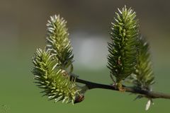 verblühtes weidenkätzchen