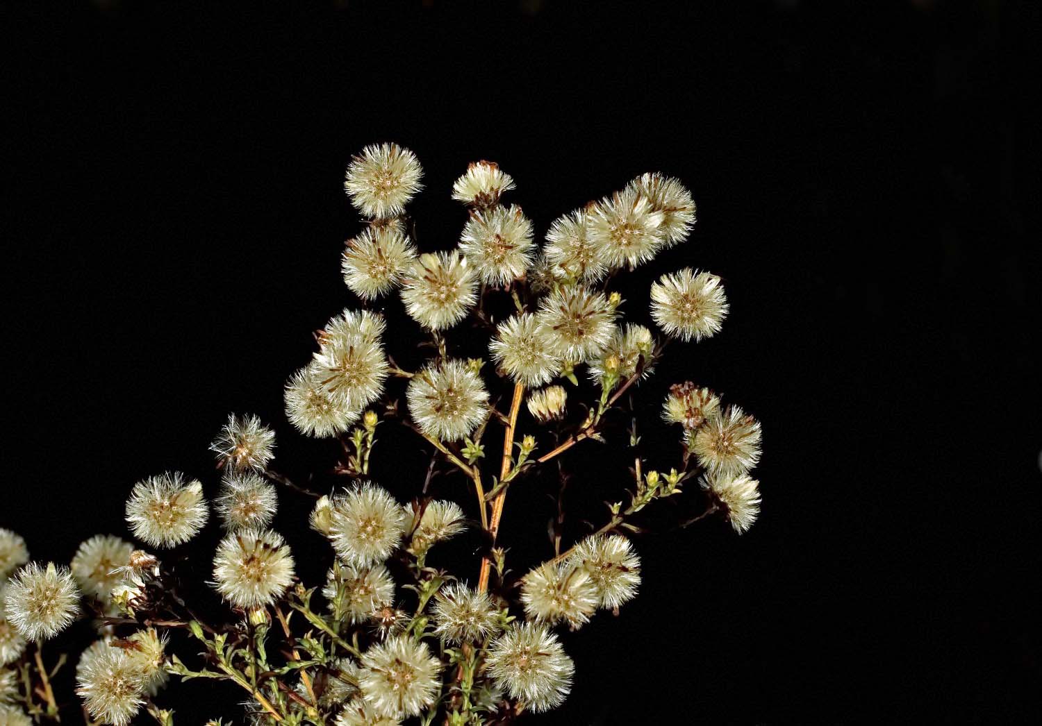 verblüte Astern