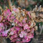 Verblüte Brombeere