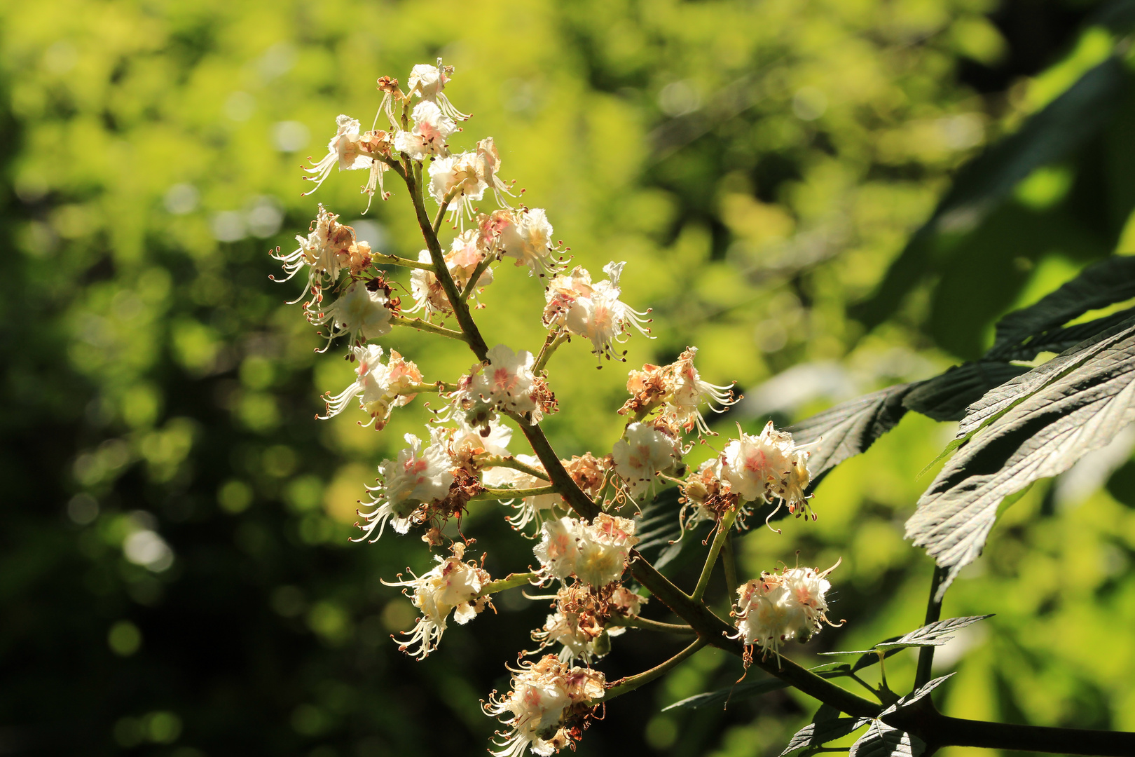 Verblüte Kastanienblüte...