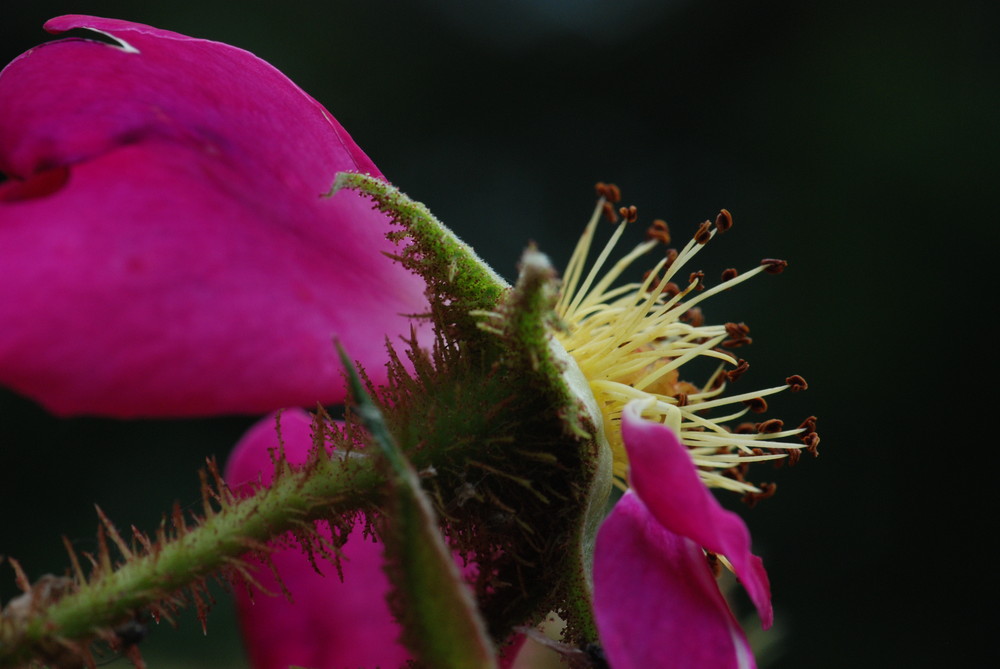 Verblüte Rose