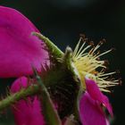 Verblüte Rose