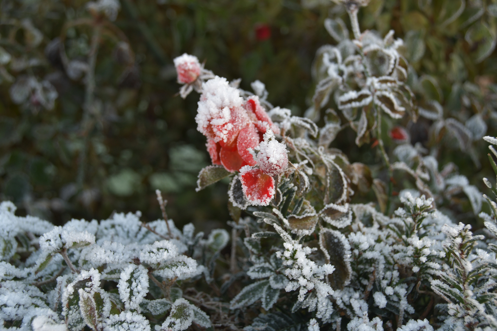 Verblüte Rose im Winter