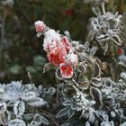 Verblüte Rose im Winter