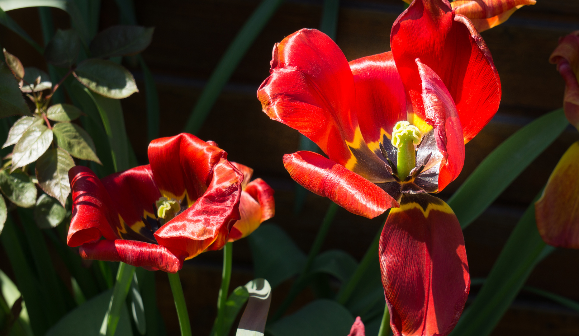 Verblüte Schönheit,...