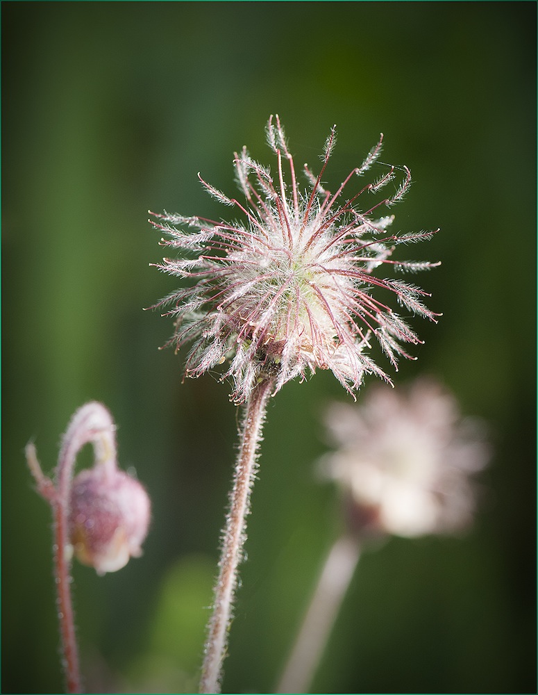 verblüte Schönheit....