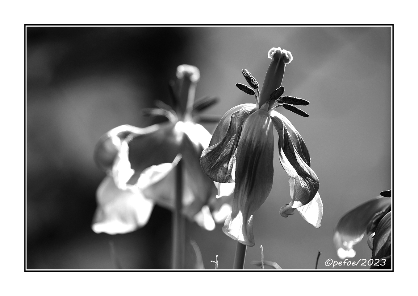 verblüte Tulpe