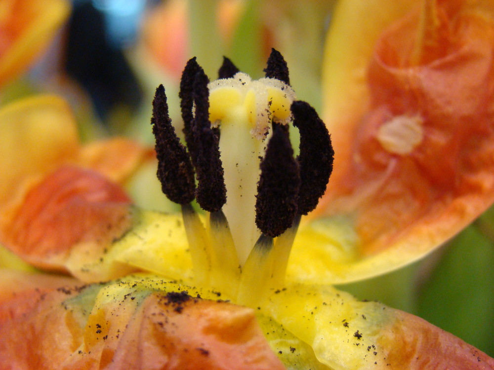 Verblüte Tulpe auf der CeBIT 2008