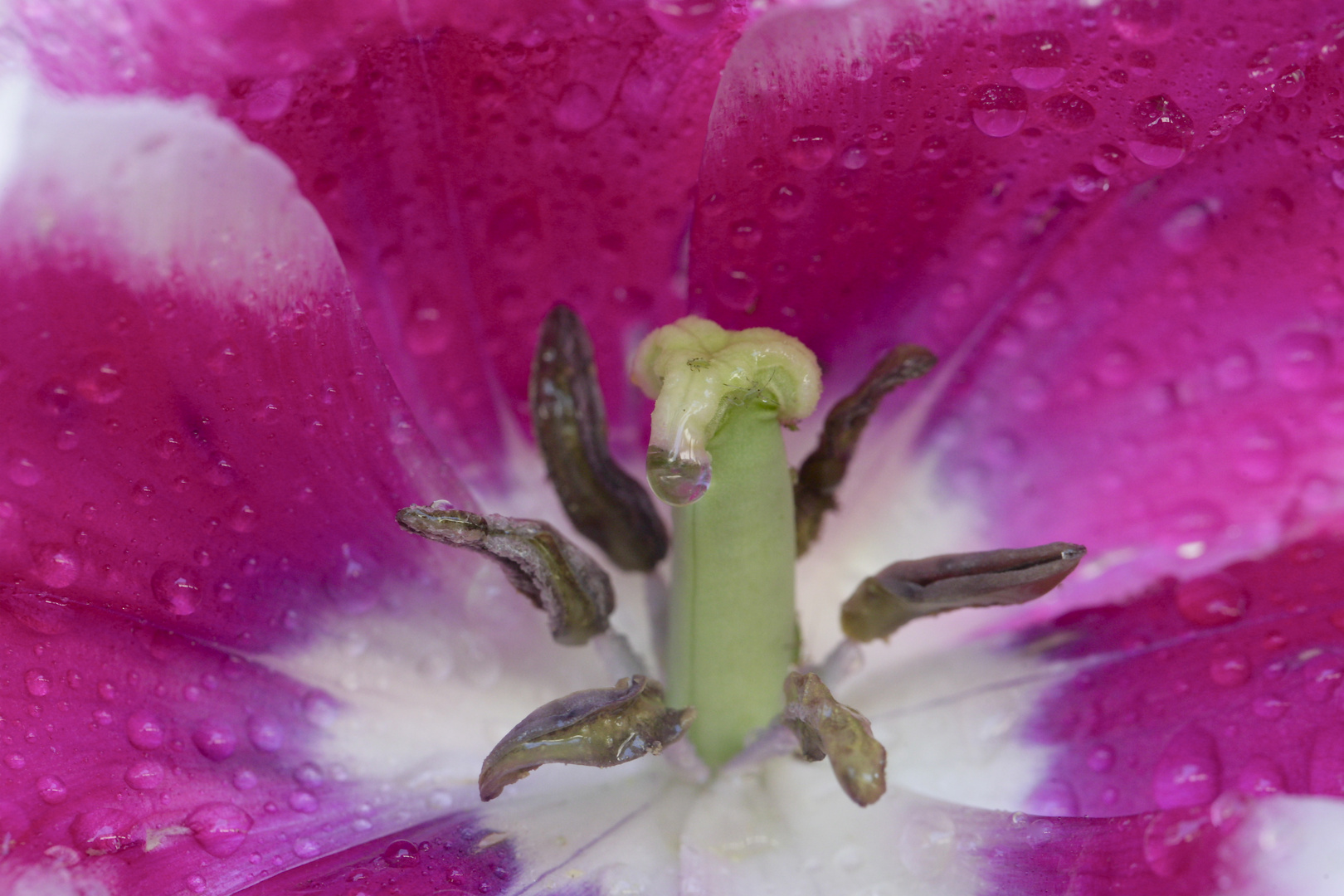 Verblüte Tulpe